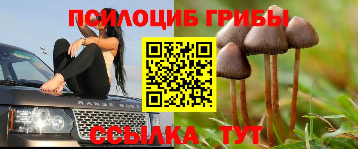 Галлюциногенные грибы Psilocybine cubensis Ярославль